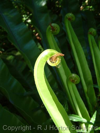 Birds Nest Fern 